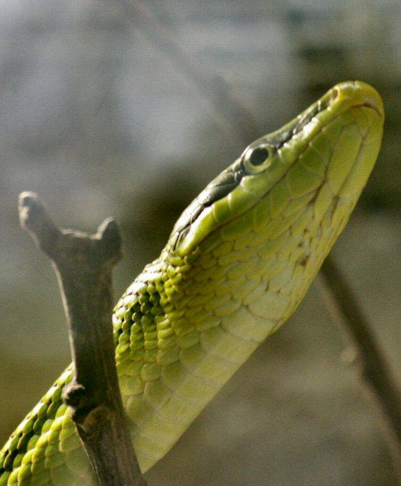 Serpent ratier à queue rouge (1)