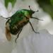 Le scarabée vert
