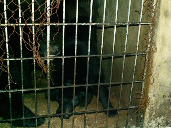 Torture des ours à collier