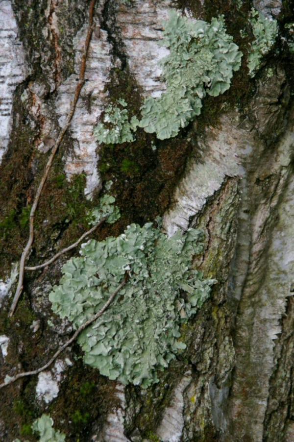 Mousse et lichen