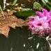 Rhododendron sur l'eau
