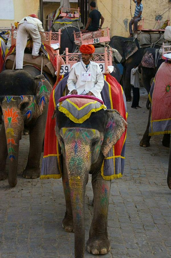 Éléphants fardés