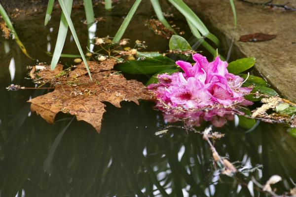 Rhododendron sur l'eau