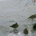 Canards sur l'eau (1)