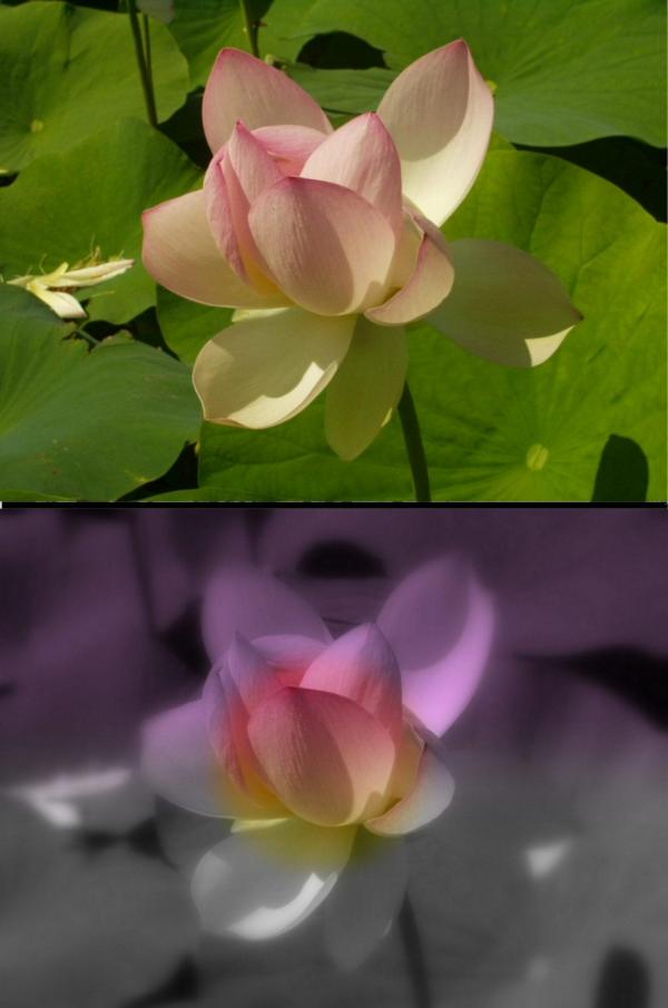 Le lotus rose