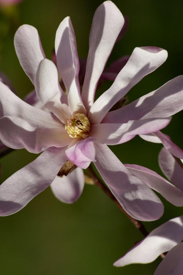 Fleur du magnolia Loebneri