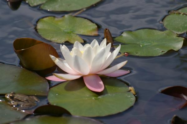 La grenouille et le nénuphar