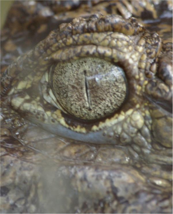 L'œil du crocodile