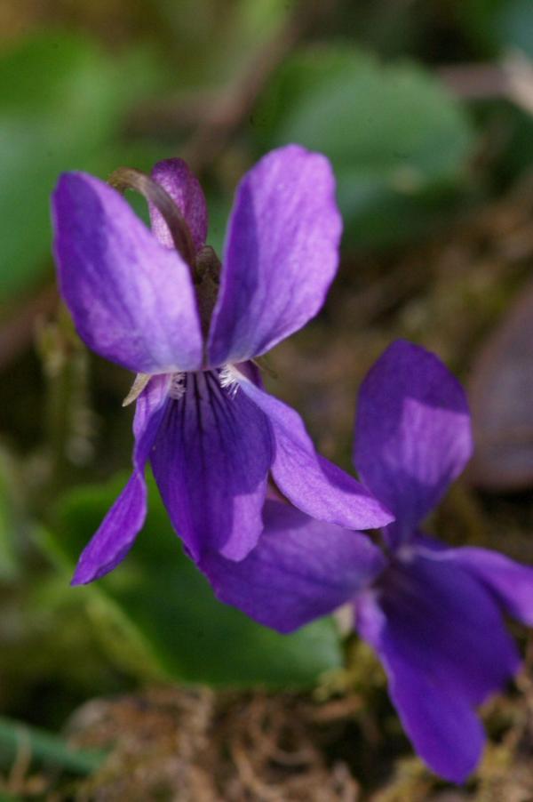 Premières violettes