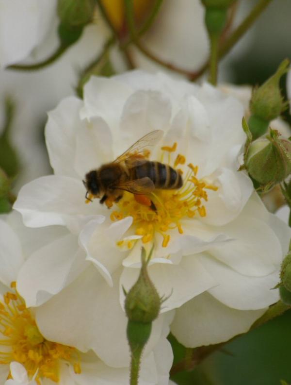 L'abeille et la rose