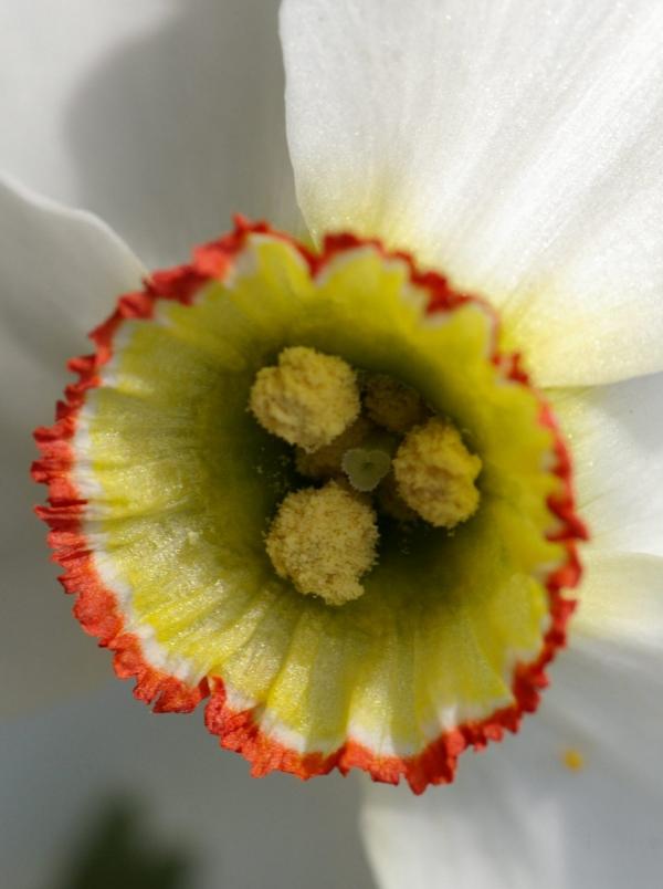 Cœur d'un narcisse