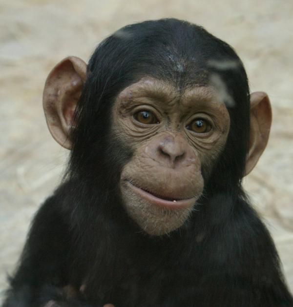 Jeune chimpanzé