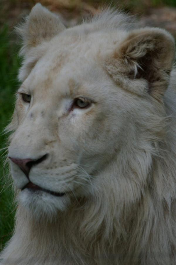 Le lion blanc (1)