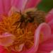 L'abeille et le dalhia