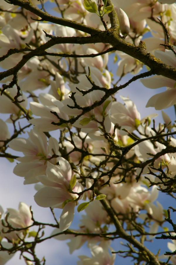 Sous le magnolia en fleurs