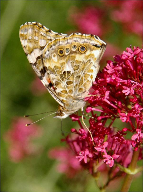 Papillon (3)