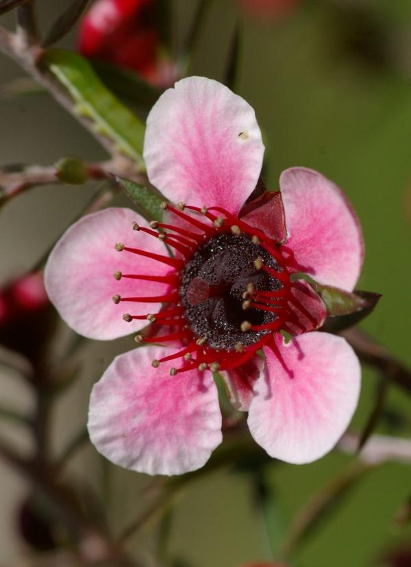 Fleur du leptospermum scoparium