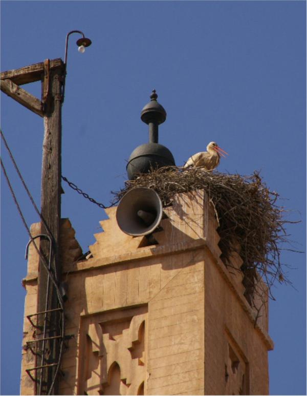 La cigogne sur le minaret