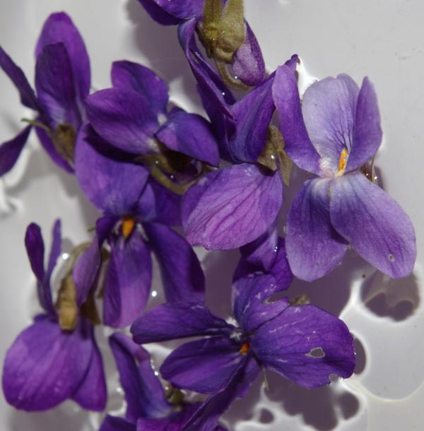 Premières violettes