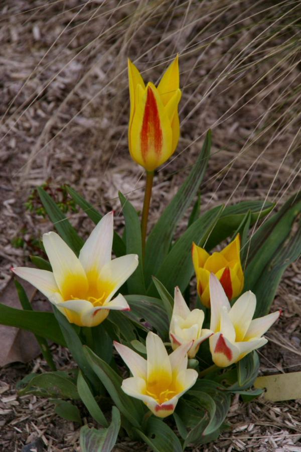 Tulipes de Kaufmann