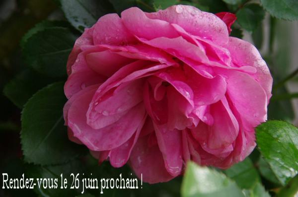 Rose de mon jardin