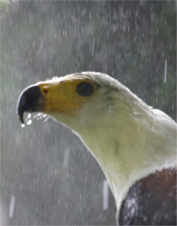 L'aigle sous la pluie