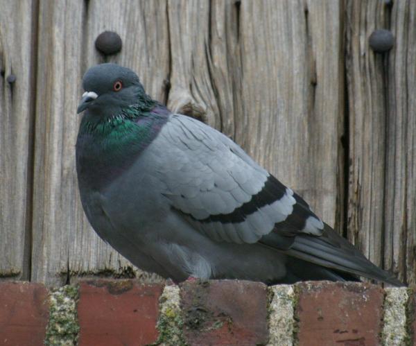 Pigeon sur un mur