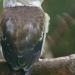Le kookaburra rieur