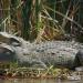 Crocodiles du lac Chamo
