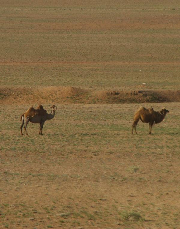 Chameaux dans le désert de Gobi