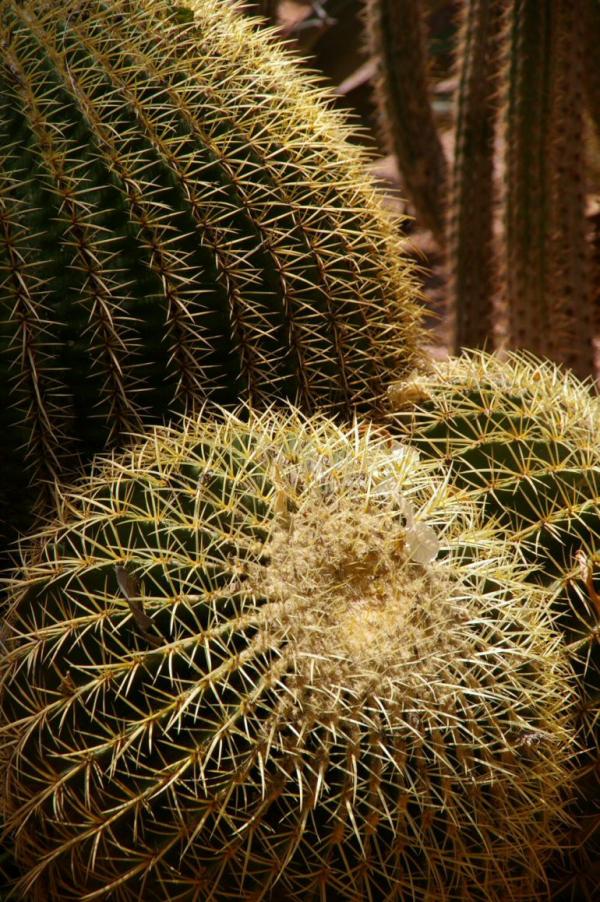 Cactus (1)