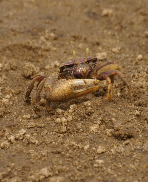 Crabe sur la plage