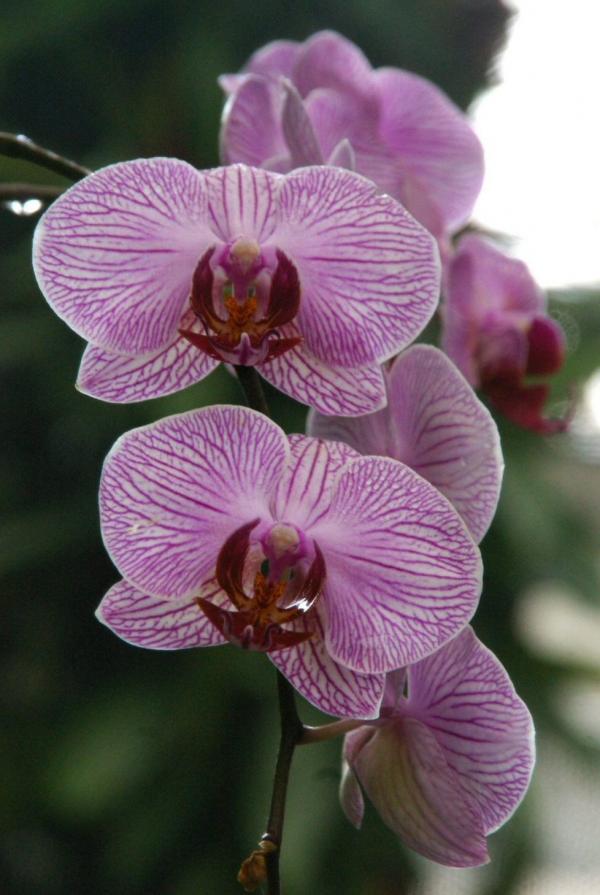 Orchidée phalaenopsis rose