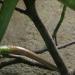 Serpent ratier à queue rouge (2)