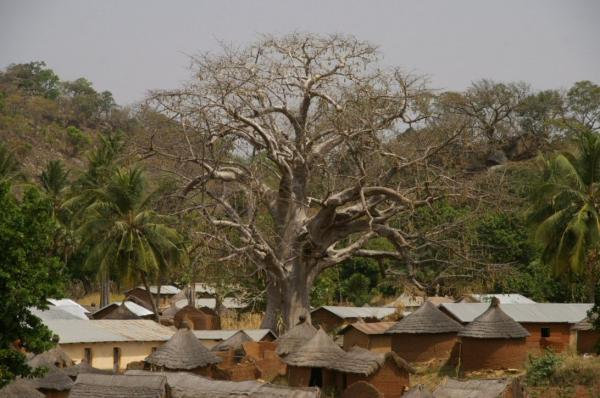 Le baobab (1)