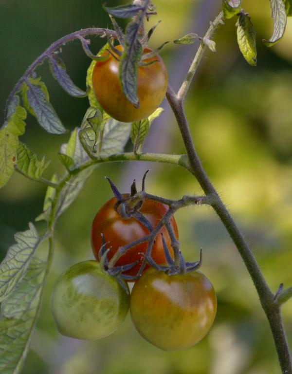 Dernières tomates du jardin