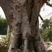 Le baobab (2)