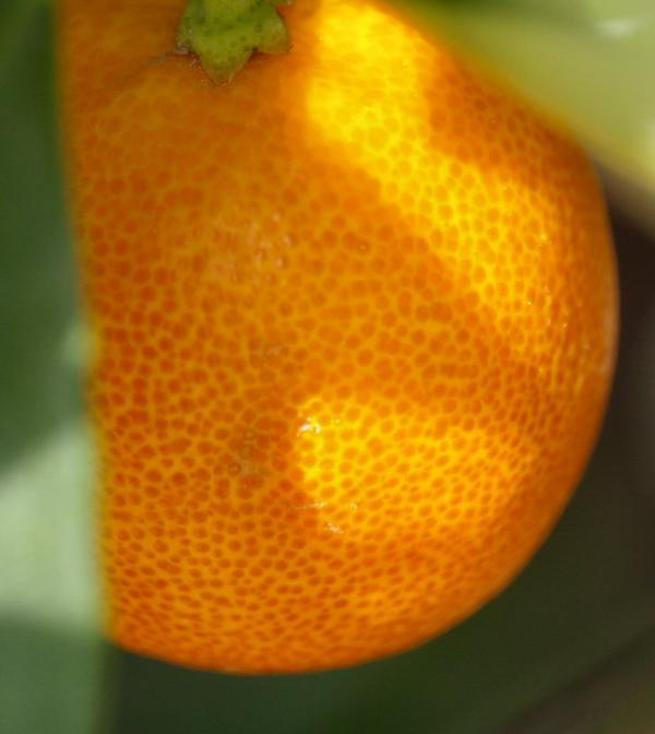 Orange (2)