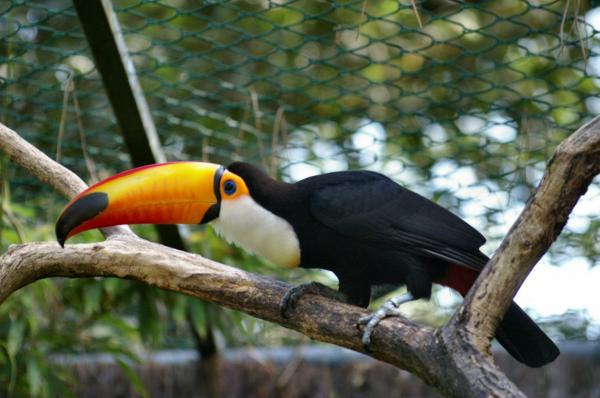 Le toucan (2)