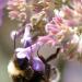 L'abeille (2)