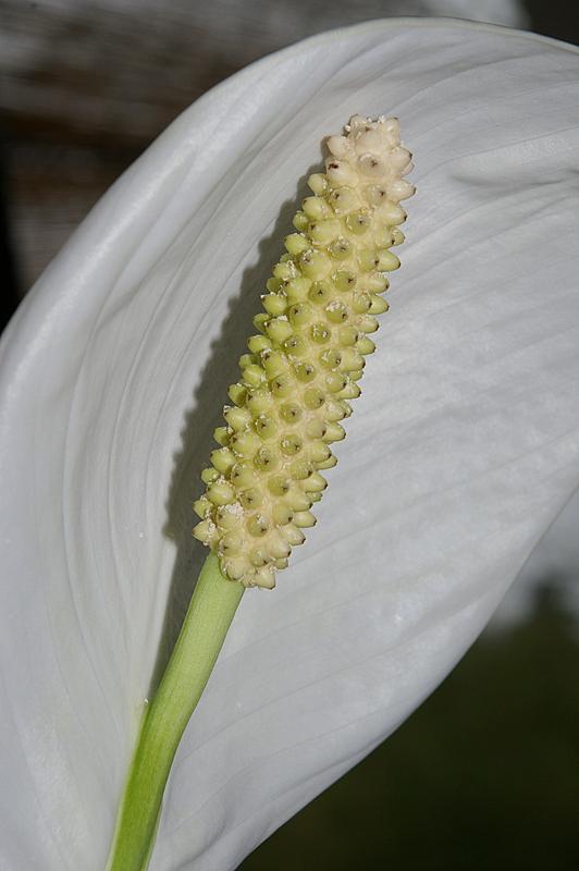 Fleur du spathiphyllum