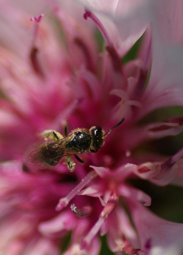 L'abeille en plein butinage