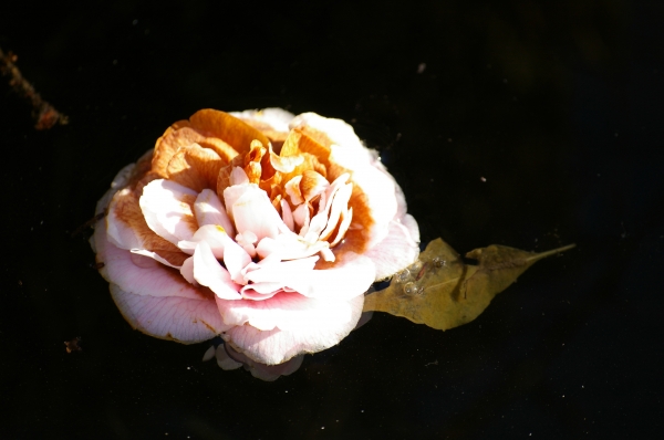Rose sur l'eau