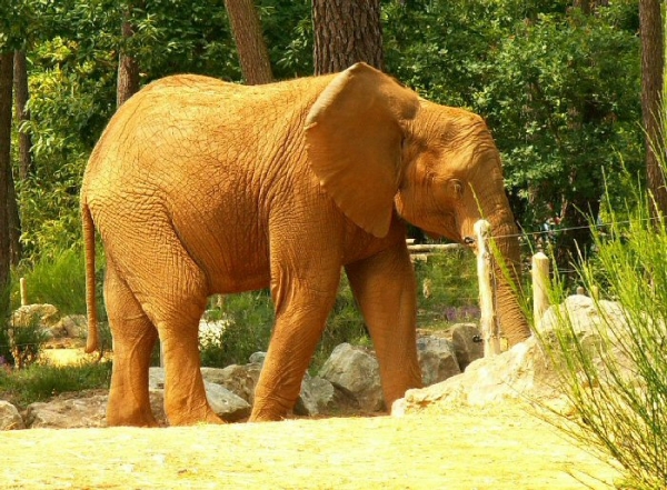 Éléphant d'Afrique (1)