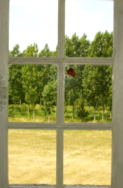Papillon à la fenêtre