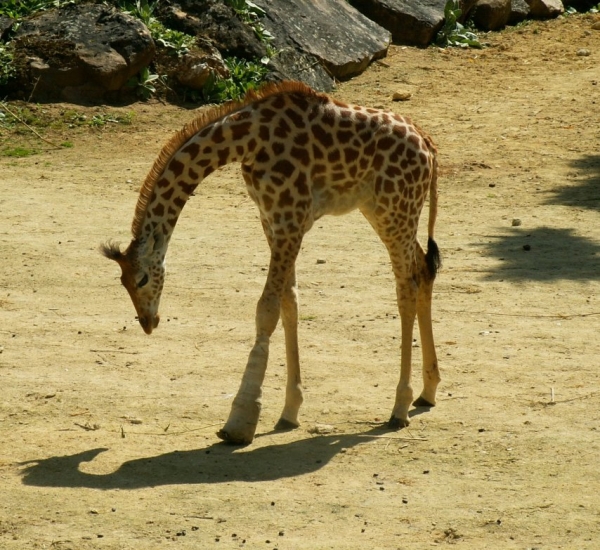 Le girafon