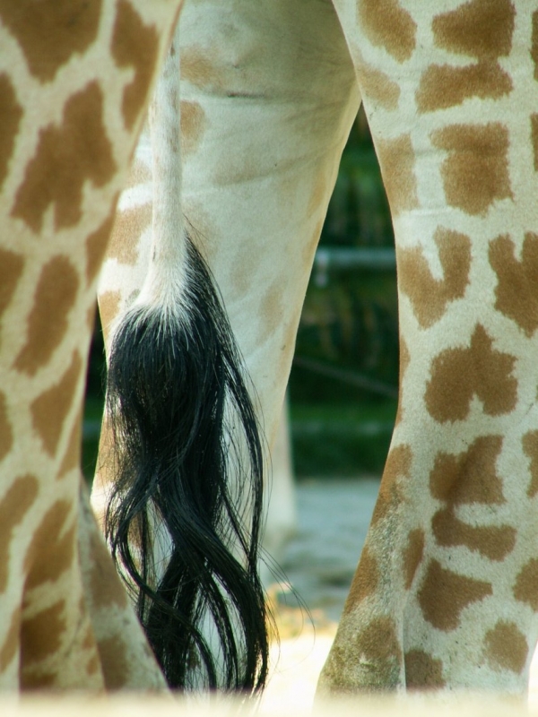 Les girafes (4)