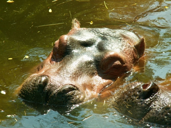 L'hippopotame (1)