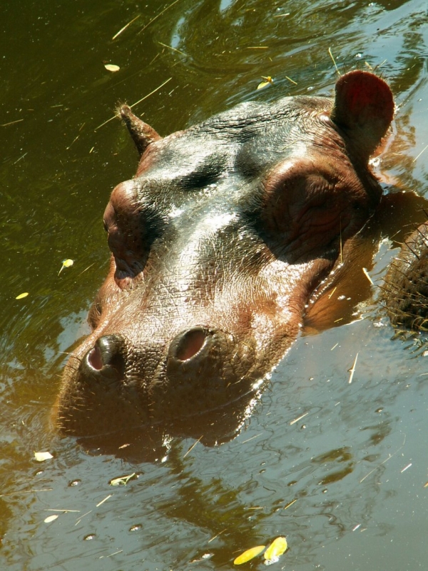 L'hippopotame (3)