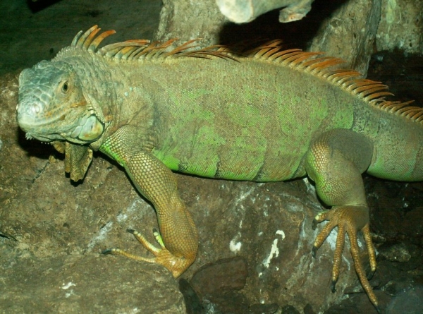 L'iguane vert (1)
